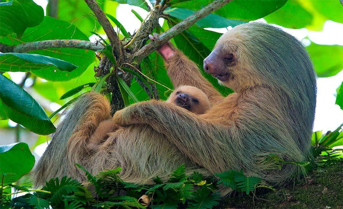 华生证券 树懒为啥非得冒着危险爬下树拉屎？在树上解决不行吗？