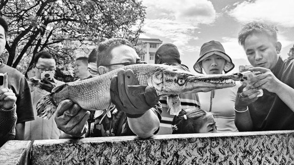 股民之家 玉溪知音湖“怪鱼”抓到了