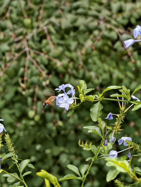 亚投金融 网友在成都拍到了“蜂鸟”？ 专家：是蜂鸟鹰蛾，一种天蛾